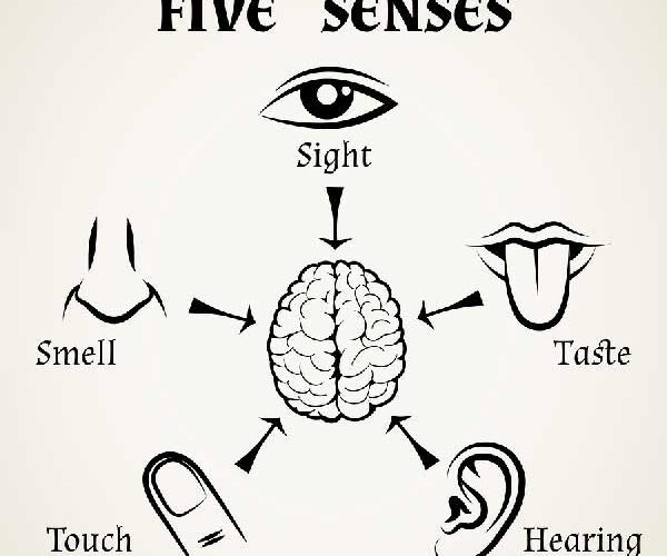 human senses