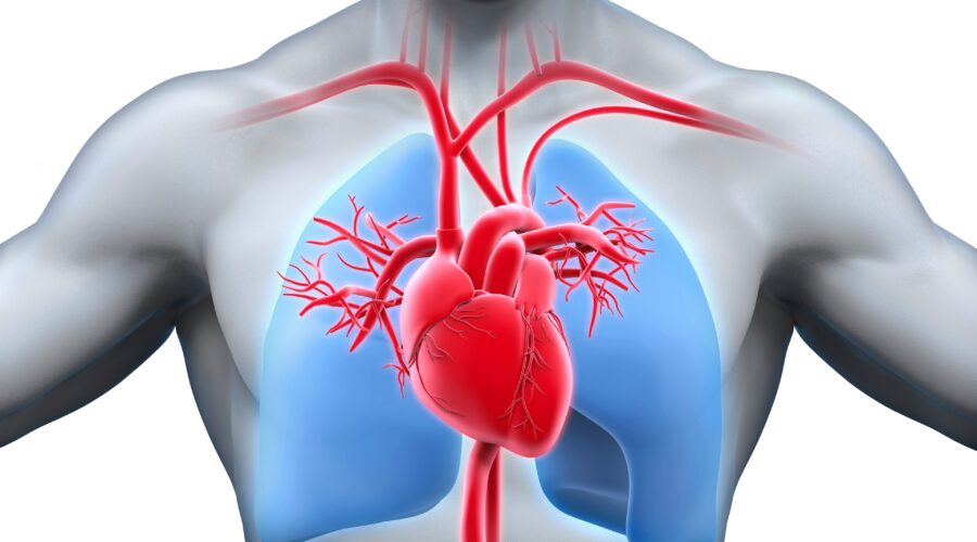 Cardiovascular Leptin Therapy