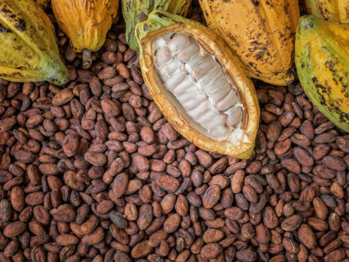 Health Benefits of Cocoa & Dark Chocolates