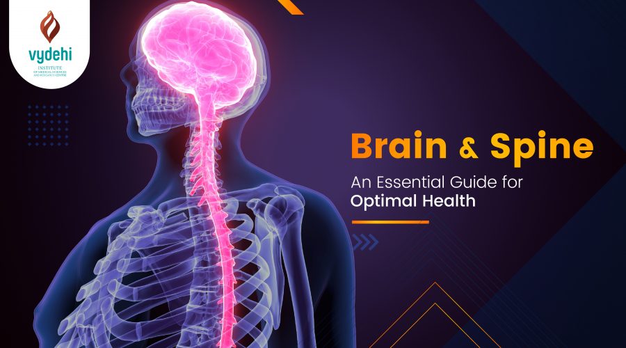 Human Brain and Spine Anatomy