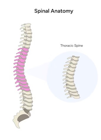 Healthy Human Spine