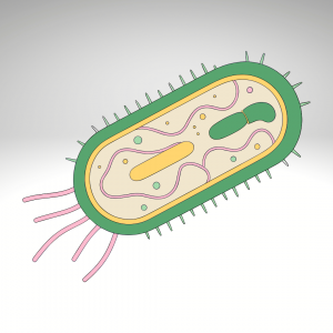 Bacteria